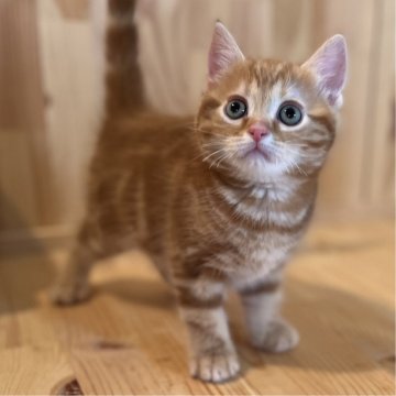 マンチカン(長足)【長野県・男の子・2024年2月25日・レッドタビー】の写真「とっても人懐っこい元気で可愛い男の子！」