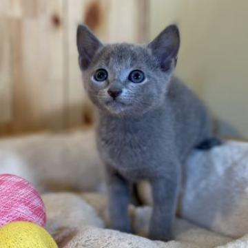 ロシアンブルー【長野県・男の子・2022年9月27日・ブルー】の写真「元気で人懐っこい可愛い女の子！」
