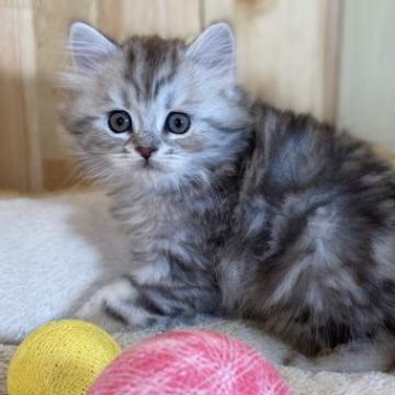 ミヌエット(長足)【長野県・男の子・2022年10月18日・シルバータビー】の写真「1月末までお年玉価格(=^x^=)」