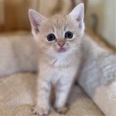 スコティッシュストレート