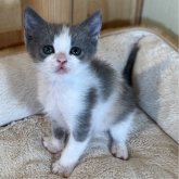 スコティッシュストレート