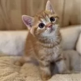 ミヌエット(長足)【長野県・男の子・2024年2月28日・レッドタビー】の写真1