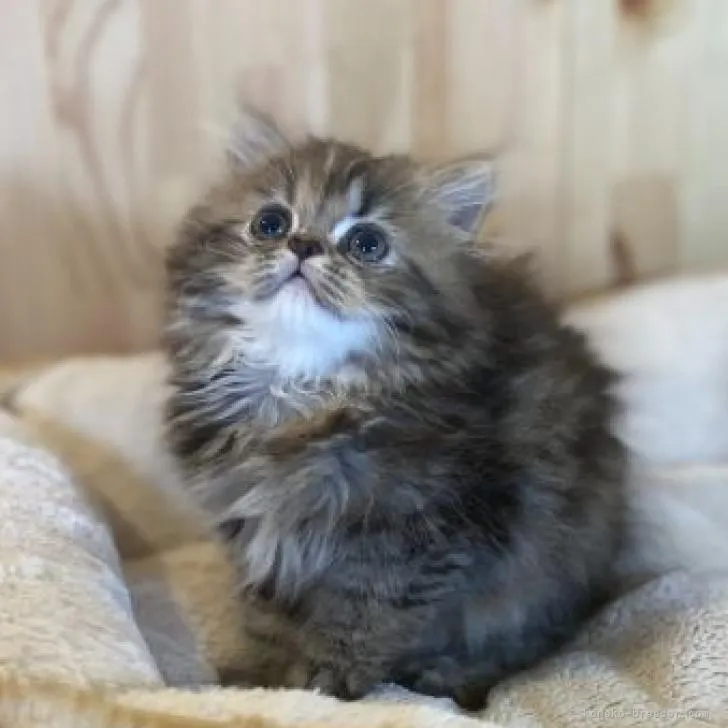 ID：2207-02312の子猫