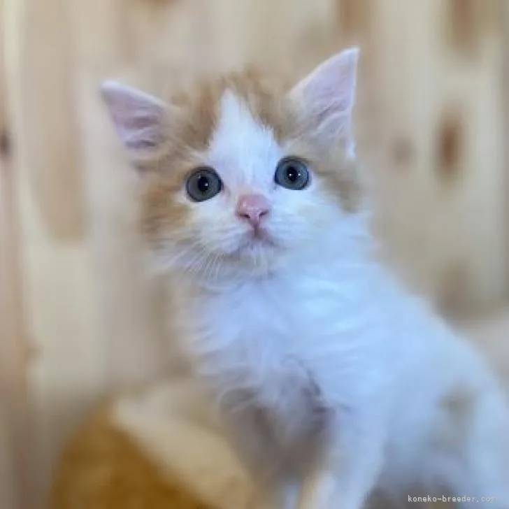 ID：2209-02640の子猫