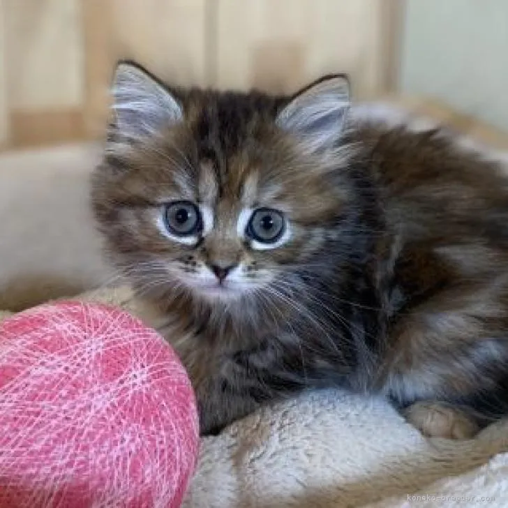 ID：2212-01262の子猫