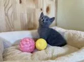 ロシアンブルー【長野県・女の子・2022年12月13日・ブルー】の写真3