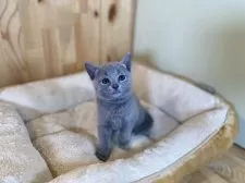 ロシアンブルー【長野県・女の子・2025年4月4日・ブルー】の写真14