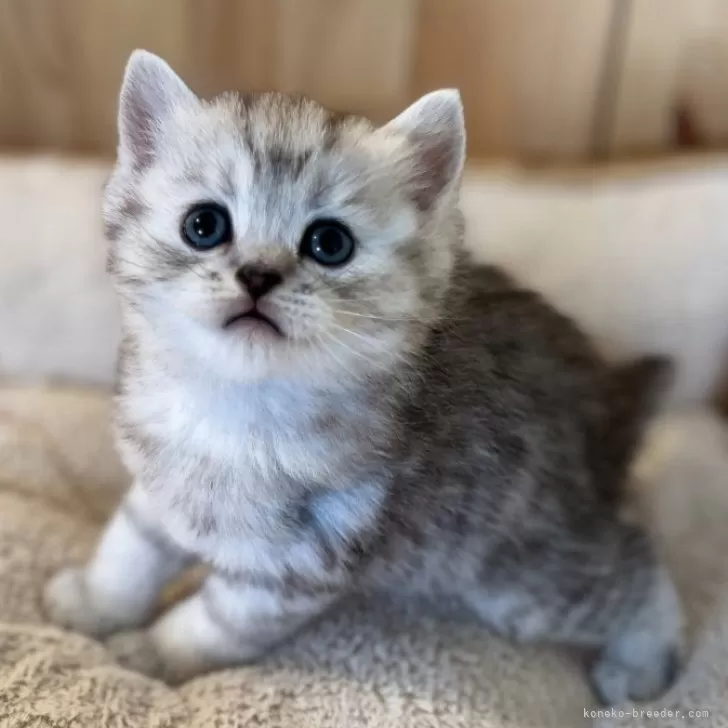 ID：2502-01722の子猫