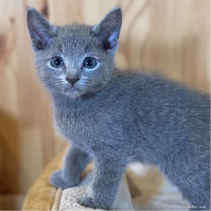 ID：2509-01990の子猫