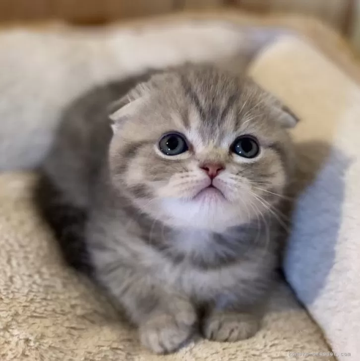 ID:2503-01796の子猫