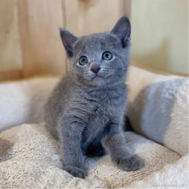 ロシアンブルー【長野県・女の子・2025年10月28日・ブルー】の写真1