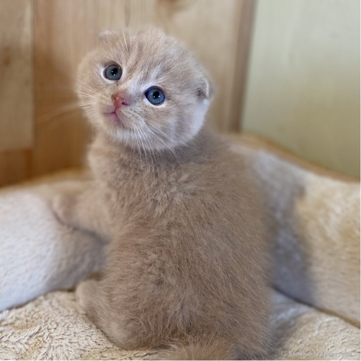 ブリーダー画像