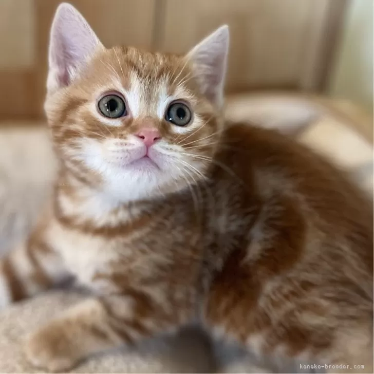 ID:2412-02704の子猫