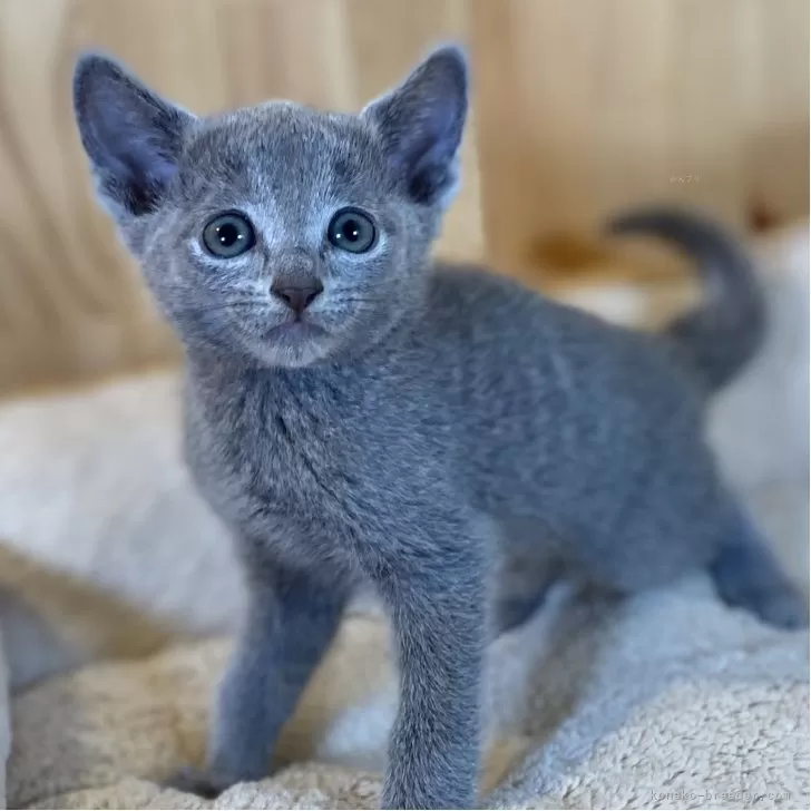GT 様のお迎えした子猫