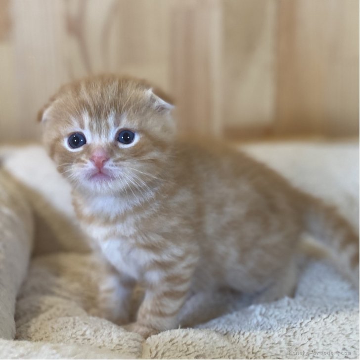 ブリーダー画像