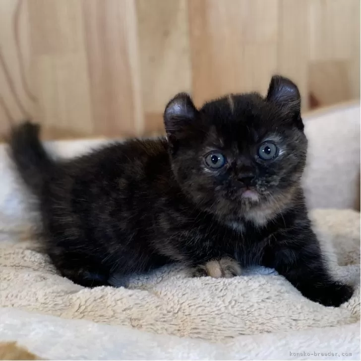 ID：2510-00732の子猫