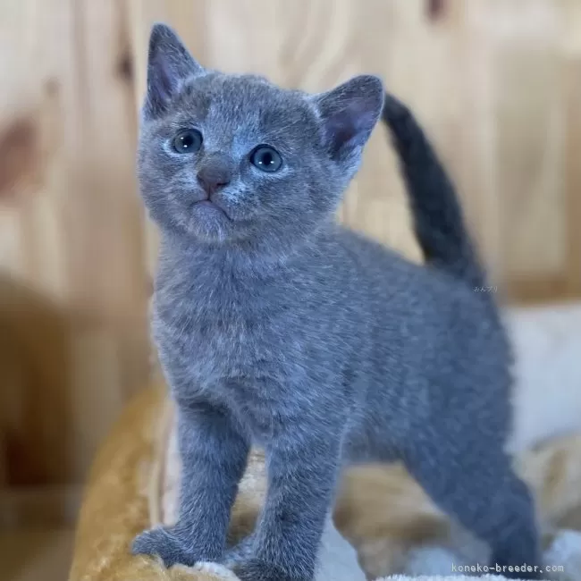 ID：2506-02270の子猫
