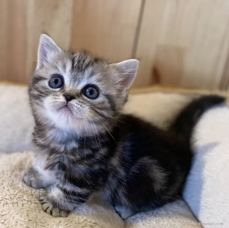 ID:2504-00441の子猫