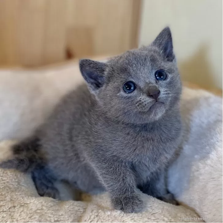 ID：2510-01250の子猫