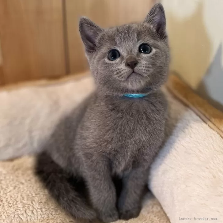ID：2412-02695の子猫