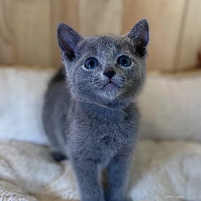 ID:2505-02190の子猫