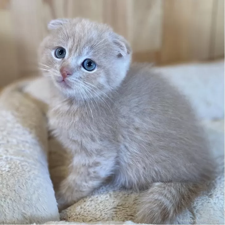 ID：2510-01680の子猫