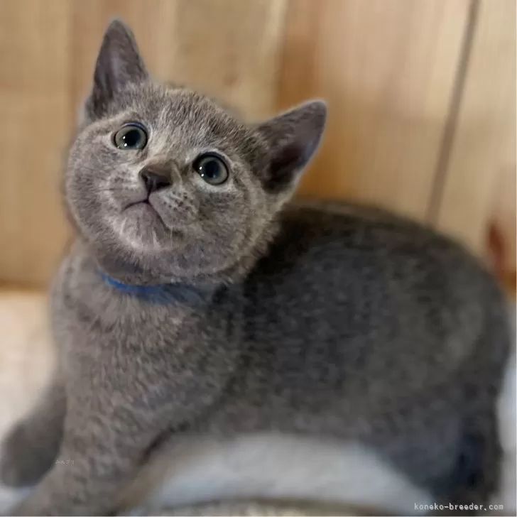 ID:2412-02694の子猫