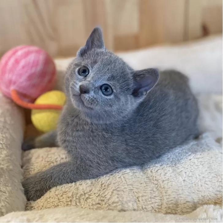 ロシアンブルー【長野県・女の子・2025年10月28日・ブルー】の写真1