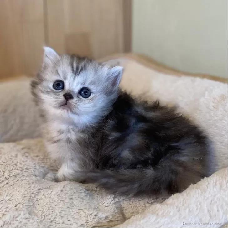 ミヌエット(短足)【長野県・女の子・2025年10月24日・シルバーパッチドタビー】の写真1