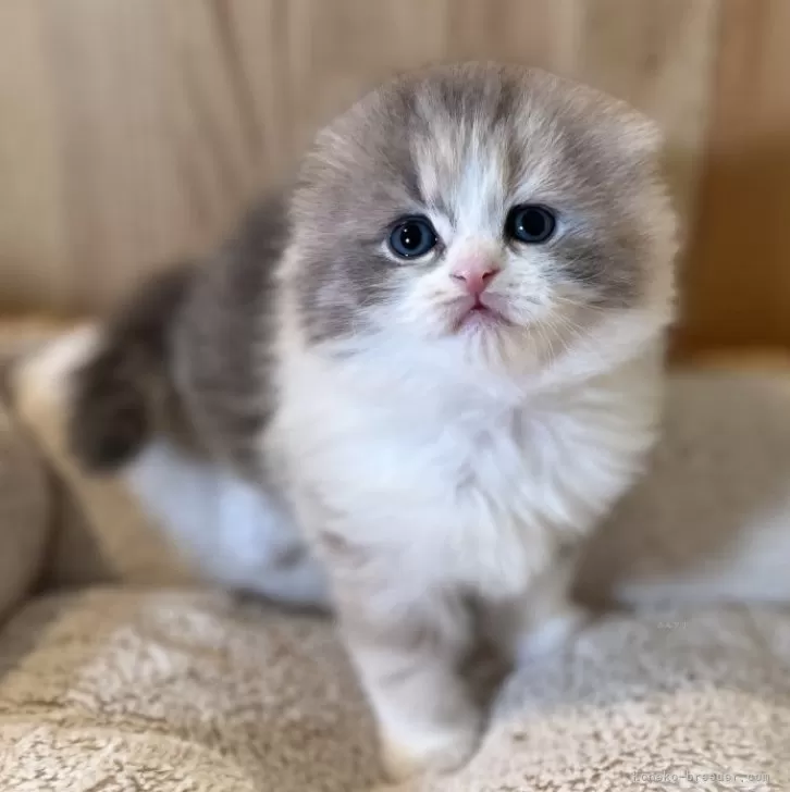 ID：2501-01982の子猫