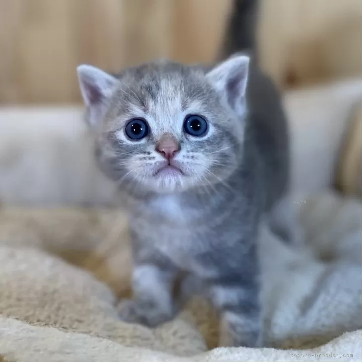 C.A 様のお迎えした子猫