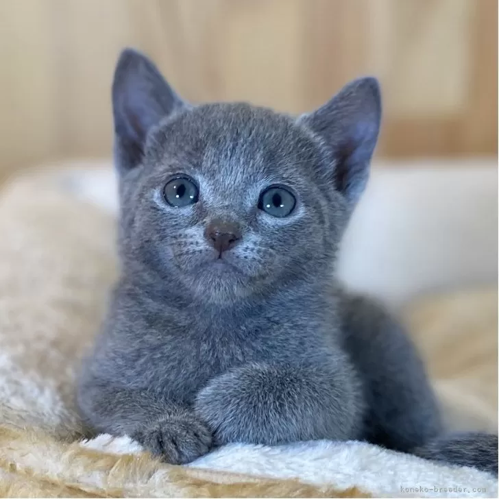 T.S 様のお迎えした子猫