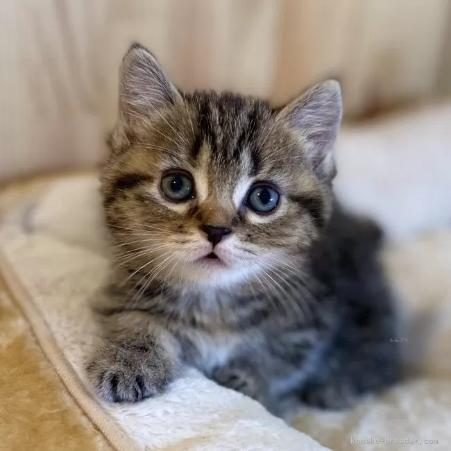 ID：2505-03712の子猫