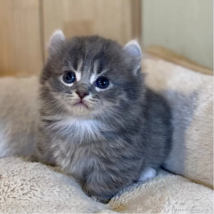 ID：2512-02056の子猫