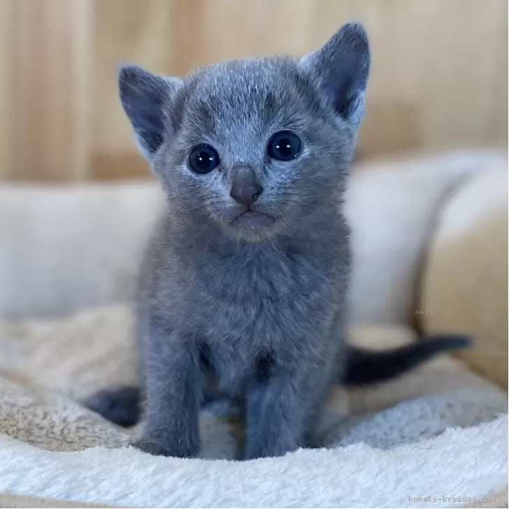 ID：2508-00170の子猫