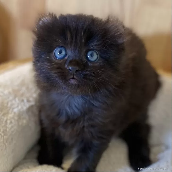 Rio 様のお迎えした子猫