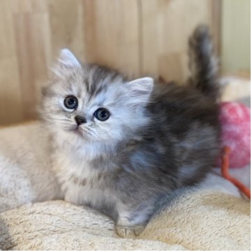 ミヌエット(短足)【長野県・女の子・2025年10月24日・シルバーパッチドタビー（中毛〜長毛）】の写真「もふもふで可愛い足の短い女の子💕」