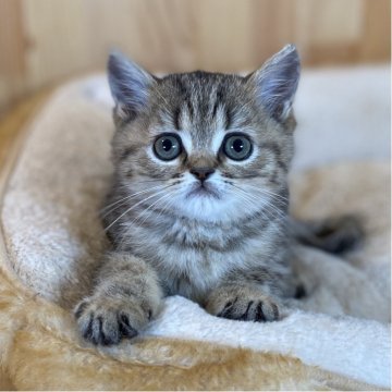 ミヌエット(長足)【長野県・男の子・2025年9月9日・ブラウンタビー】の写真「とってもお顔の可愛いまんまるくん🐱」