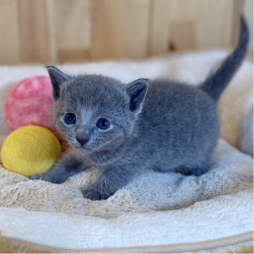 ロシアンブルー【長野県・女の子・2025年10月28日・ブルー】の写真「お顔の可愛い元気な女の子💕」