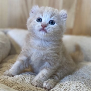 キンカロー【長野県・女の子・2025年5月2日・クリームタビー】の写真「もふもふなお耳カールの女の子💕」