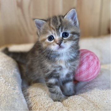 スコティッシュストレート【長野県・女の子・2025年10月27日・ブラウンパッチドタビー】の写真「お顔が可愛くて模様がとっても綺麗な女の子💕」