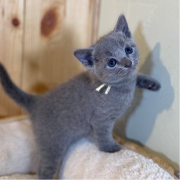 ロシアンブルー【長野県・女の子・2025年10月11日・ブルー】の写真「人懐っこいお顔の可愛い女の子💕」