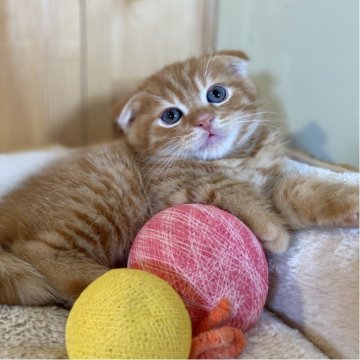 スコティッシュフォールド(折れ耳)【長野県・男の子・2025年9月19日・レッドタビー】の写真「お顔がまんまるおっとり可愛い男の子🐱」