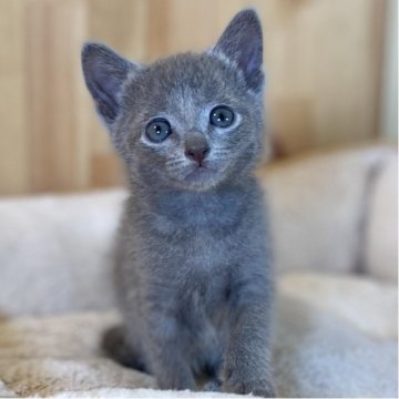 ロシアンブルー【長野県・男の子・2025年6月6日・ブルー】の写真「とっても元気なお顔の可愛い男の子🐱」