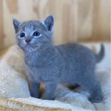 ロシアンブルー【長野県・男の子・2025年10月11日・ブルー】の写真「お顔のとっても可愛い男の子🐱」