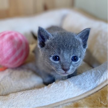 ロシアンブルー【長野県・男の子・2025年10月28日・ブルー】の写真「とっても可愛いお顔の男の子✨」