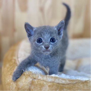 ロシアンブルー【長野県・男の子・2025年7月12日・ブルー】の写真「お顔の可愛い人懐っこい男の子🐱」