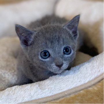 ロシアンブルー【長野県・男の子・2025年6月6日・ブルー】の写真「お顔の可愛い小柄な男の子🐱」