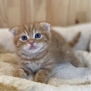 スコティッシュフォールド(折れ耳)【長野県・男の子・2025年9月19日・レッドタビー】の写真「お顔がまんまるとっても可愛い男の子🐱」