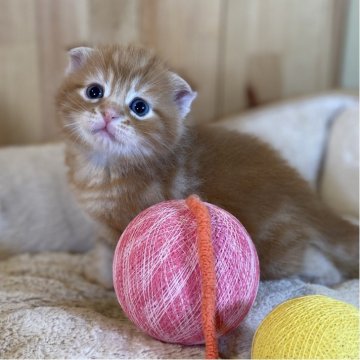 スコティッシュフォールド(折れ耳)【長野県・男の子・2025年10月27日・レッドタビー】の写真「キュートで模様がとっても綺麗な男の子🐱」